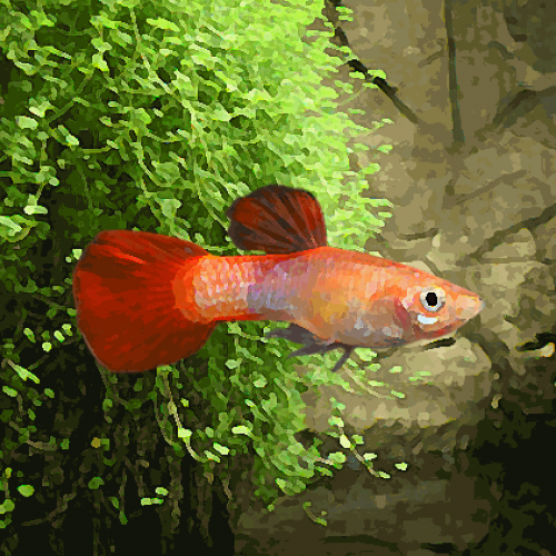 Guppy male red corail (environ 4 cm)