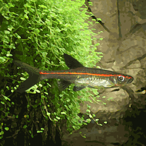 Rasbora pauciperforata