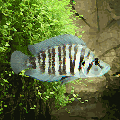 Lamprologus compressiceps congo coast (environ 5 cm)