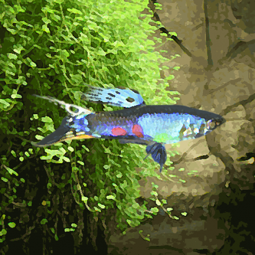 Guppy male lazuli (environ 4 cm)