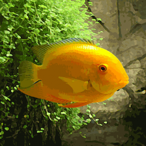 Cichlasoma severum gold (environ 4 cm)