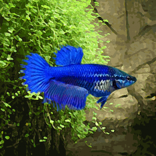 Betta femelle crown tail (environ 4.5 cm)