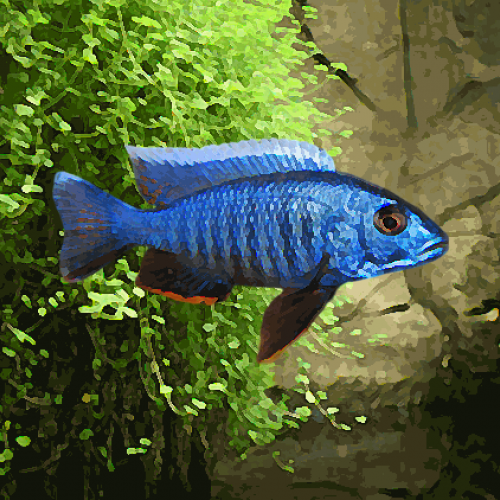 Haplochromis ahli electric blue (environ 5 cm)