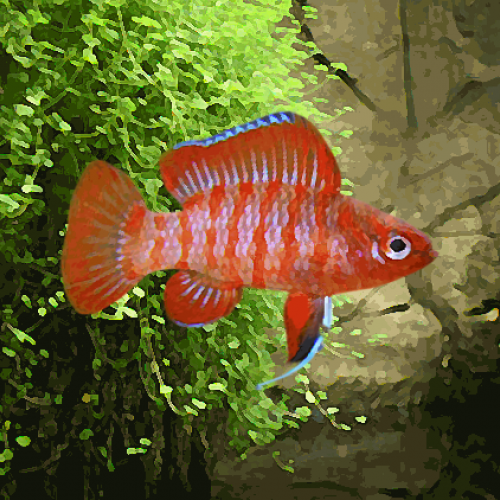 Badis red scarlet 1,5 cm