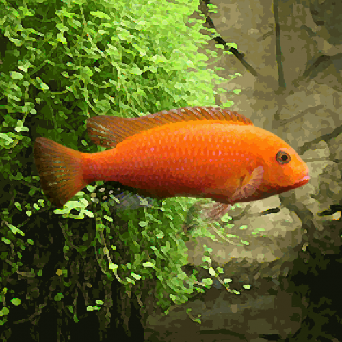 Pseudotropheus zebra red (environ 5 cm)