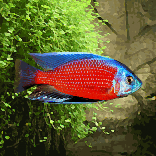 Copadichromis borleyi red fin (environ 5 cm)