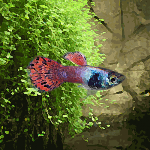 Guppy male panthere rose (environ 4 cm)