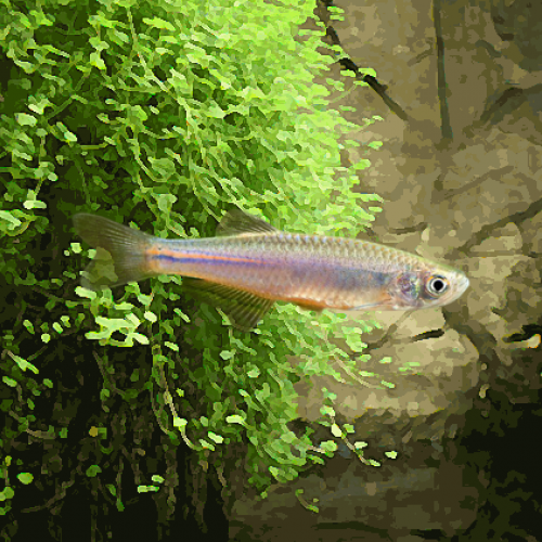 Danio albolineatus (environ 3 cm)