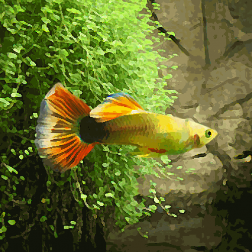 Guppy male sunray (environ 4 cm)