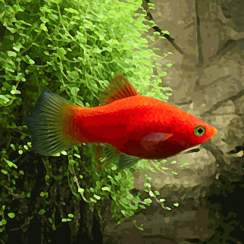 Platy rouge (environ 3.5 cm)