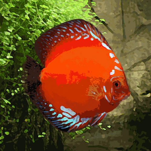 Discus Stendker marlboro rouge (environ 7 cm)