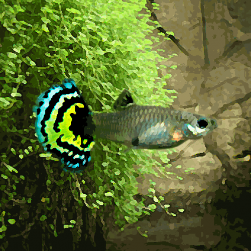 Guppy femelle tigre (environ 4 cm)