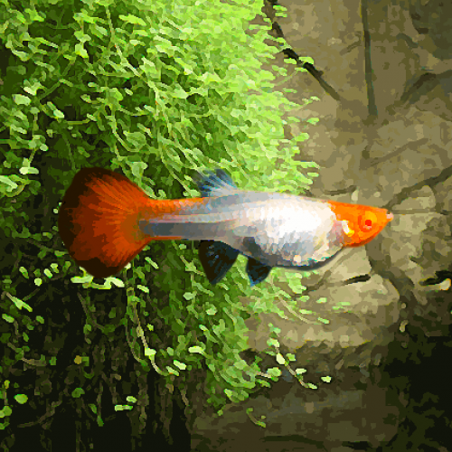 Guppy femelle kohaku