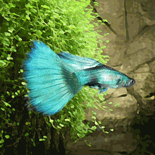 Guppy male moscou vert (environ 4 cm)