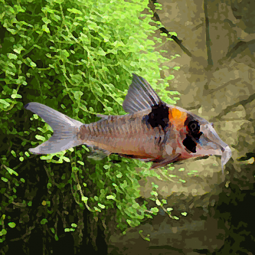 Corydoras serratus xxxl