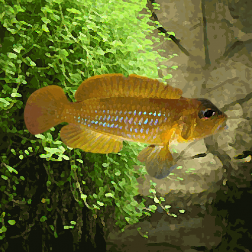 Lamprologus ocellatus gold (environ 3 cm)