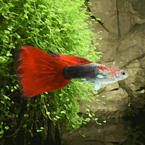 Guppy male tuxedo rouge (environ 4 cm)