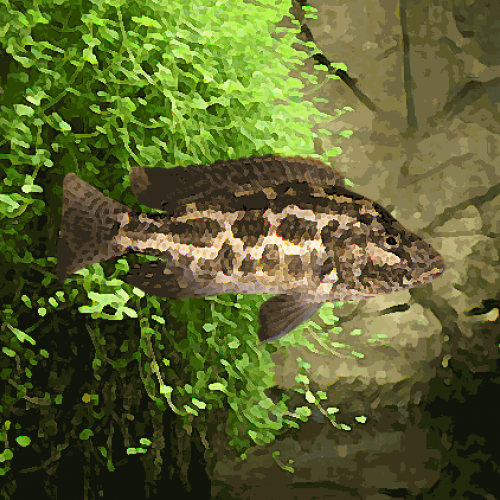 Haplochromis polystigma (environ 5 cm)