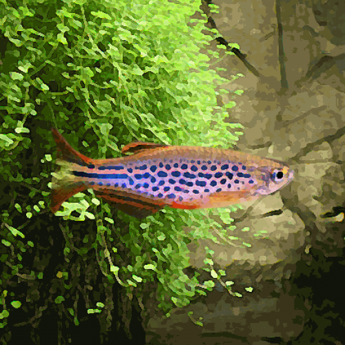 Danio kyathit (environ 4 cm)