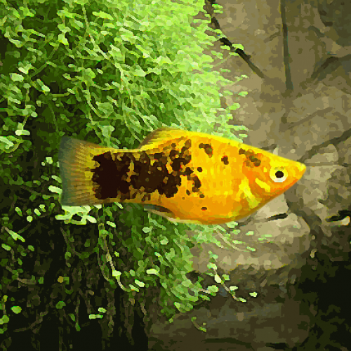 Platy calico jaune (environ 3.5 cm)