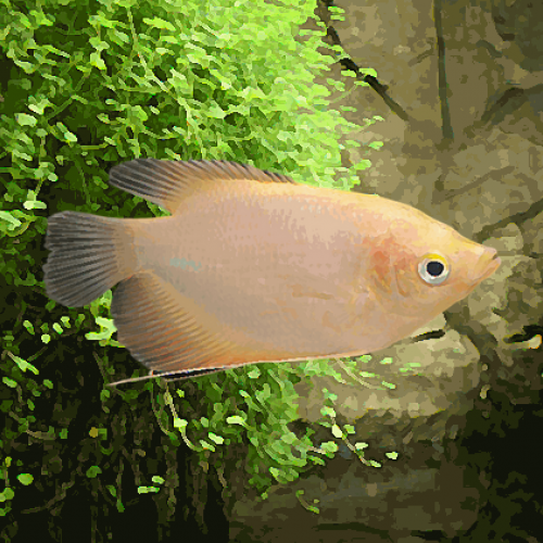 Gourami geant gold (environ 10 cm)