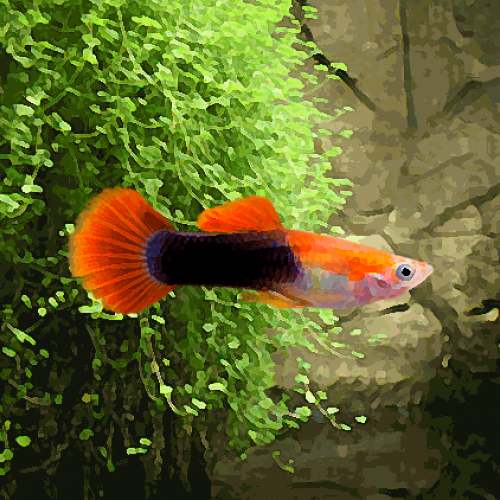 Guppy male tuxedo blond red (environ 4 cm)