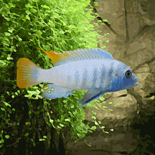 Pseudotropheus ice blue (environ 5 cm)