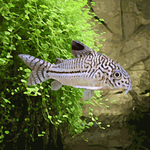 Corydoras julii (environ 3.5 cm)