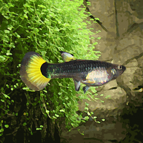 Guppy femelle tuxedo jaune (environ 4 cm)