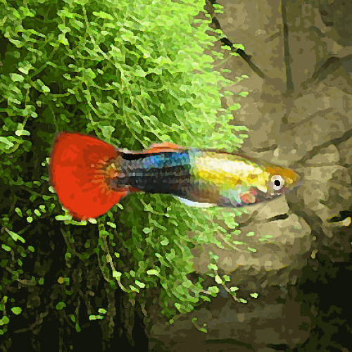 Guppy male or et rouge (environ 4 cm)