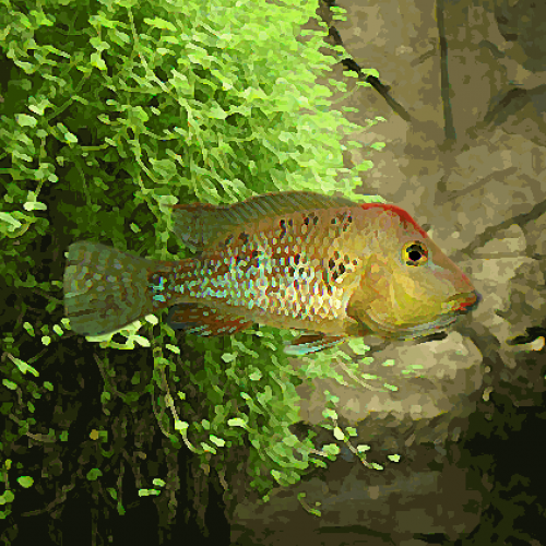 Geophagus steindachneri (4 à 6 cm)