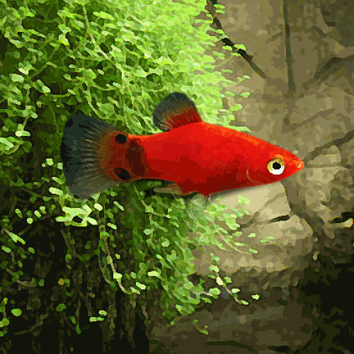 Platy mickey rouge (environ 3.5 cm)