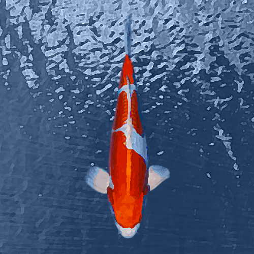 Koi kikusui orange/blanc (7 à 10 cm)