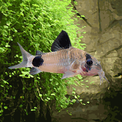 Corydoras panda (environ 3.5 cm)