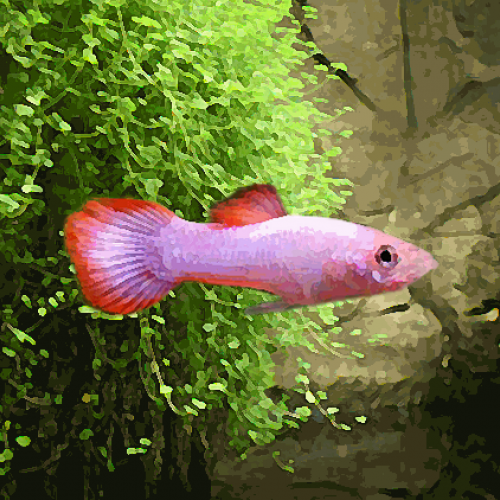 Guppy male platinium pink (environ 4 cm)