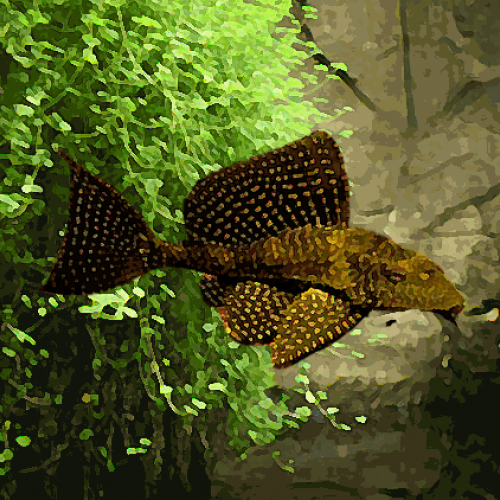 L 001 pleco surprise (environ 6 cm)