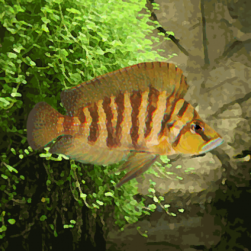 Lamprologus compressiceps gold (environ 4 cm)