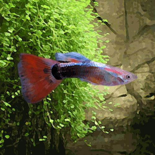 Guppy male neon rouge (environ 4 cm)