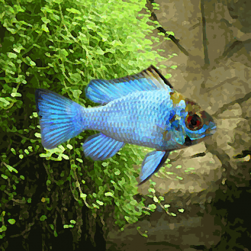 Apistogramma ramirezi sp. bleu electric (environ 3.5 cm)