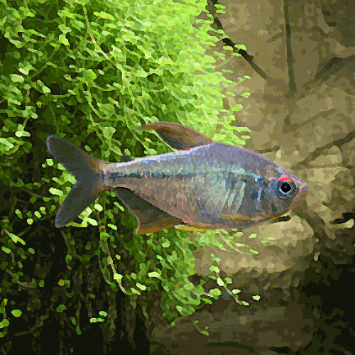 Tetras diamant elevage (environ 3 cm)