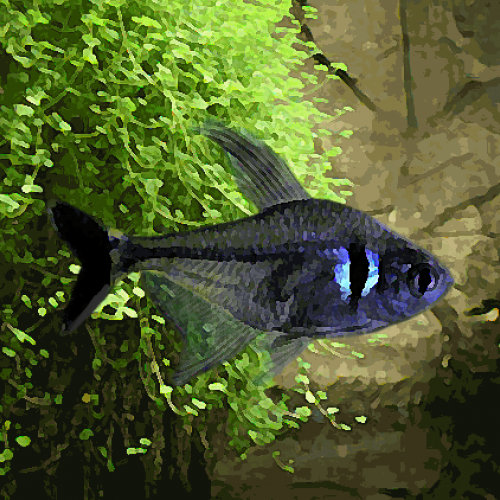 Tetras fantome noir xl