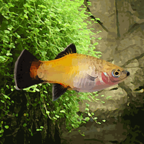 Platy wagtail jaune (environ 3.5 cm)