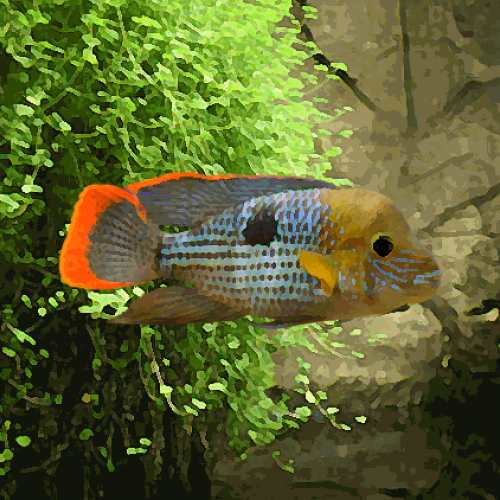 Aequidens rivulatus (8 à 10 cm)