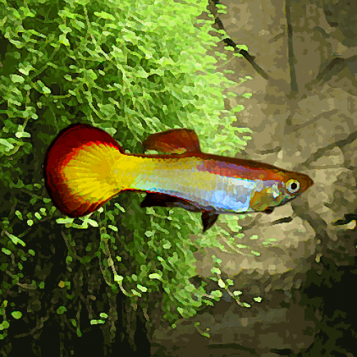 Guppy male micarif sunset (environ 4 cm)