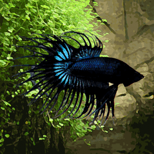 Betta male crowntail