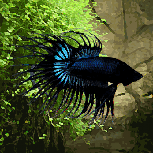 Betta male crowntail selection (environ 6 cm)