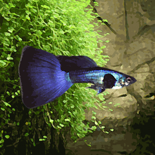 Guppy male moscou bleu (environ 4 cm)