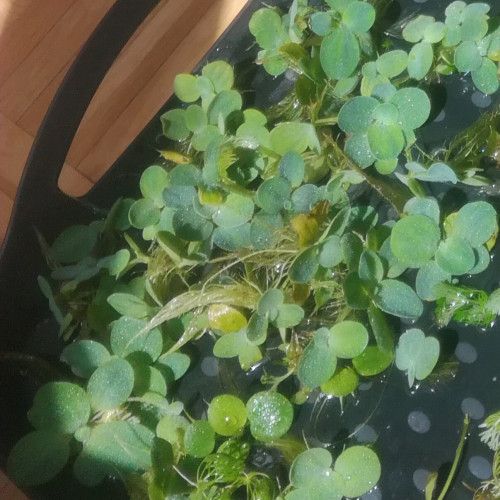 Pistia, ça flotte pour moi