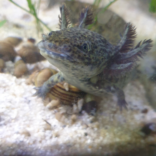 Acheter axolotl