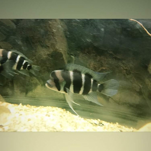 Cyphotilapia frontosa sp nord